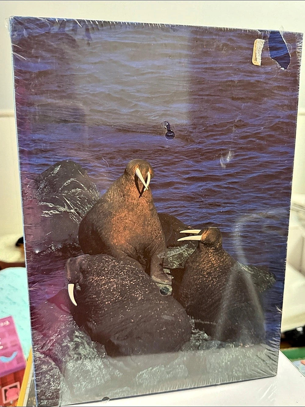 Walrus Call of the Wild 1000 Piece Jigsaw Puzzle 1986